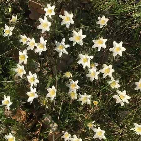 Midtvejshuset Hébergement de vacances Rønne