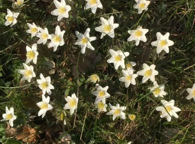 Midtvejshuset Σπίτι διακοπών Rønne